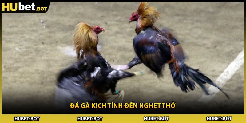 Đá gà kịch tính đến nghẹt thở